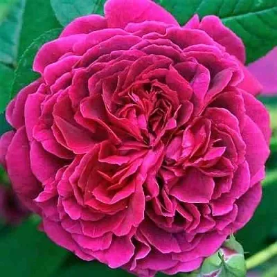 Саженцы роз ВИЛЬЯМ ШЕКСПИР английская  Саженцы роз ВИЛЬЯМ ШЕКСПИР английская в Рязани