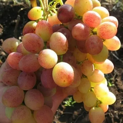 Виноград ТАСОН  Виноград ТАСОН в Рязани