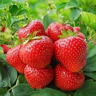 Клубника КИМБЕРЛИ  Клубника КИМБЕРЛИ в Рязани