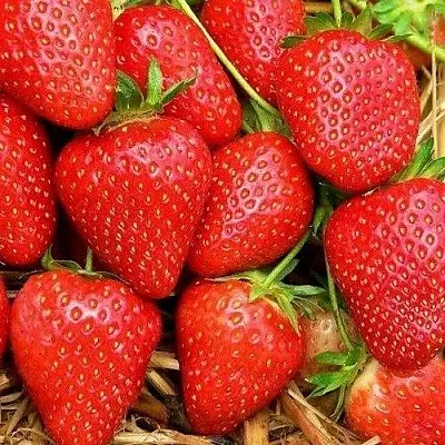 Клубника КВИКИ  Клубника КВИКИ в Рязани