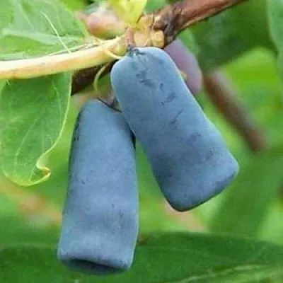 Жимолость съедобная ЗИНРИ  Жимолость съедобная ЗИНРИ в Рязани