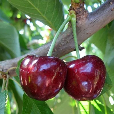 Черешня СЮБАРОВСКАЯ в Рязани