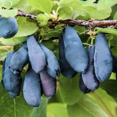 Жимолость съедобная СИБИРЯЧКА  Жимолость съедобная СИБИРЯЧКА в Рязани