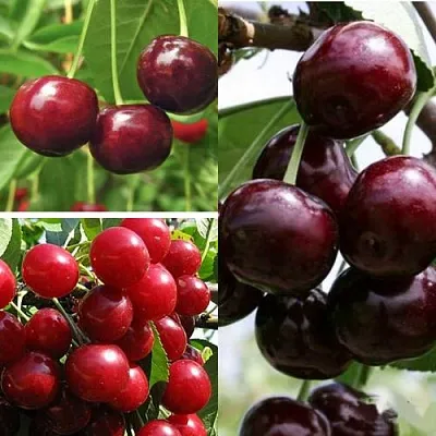 Комплект ВИШНЕВЫЙ САД в Рязани