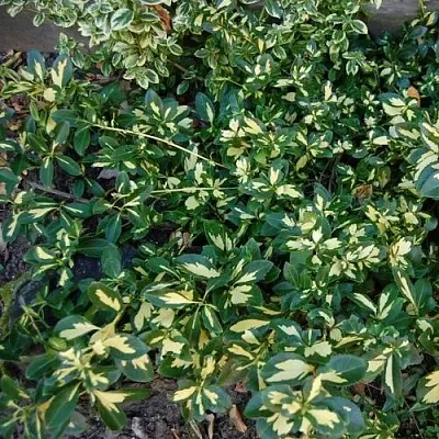 Бересклет САНСПОТ форчуна в Рязани