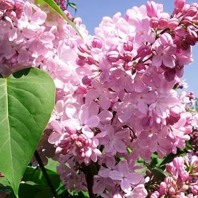 Сирень АДЕЛИНА  Сирень АДЕЛИНА в Рязани