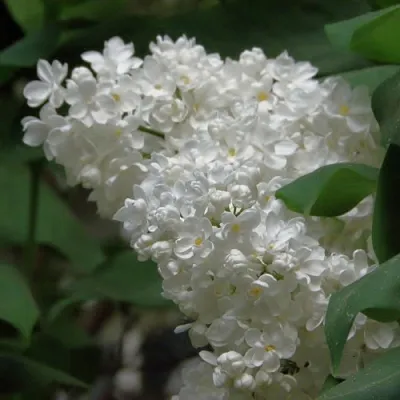 Сирень РУССКИЙ СЕВЕР  Сирень РУССКИЙ СЕВЕР в Рязани