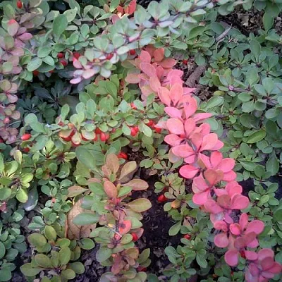 Барбарис ГРИН КАРПЕТ тунберга  Барбарис ГРИН КАРПЕТ тунберга в Рязани