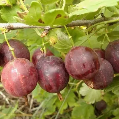 Крыжовник СМЕНА  Крыжовник СМЕНА в Рязани