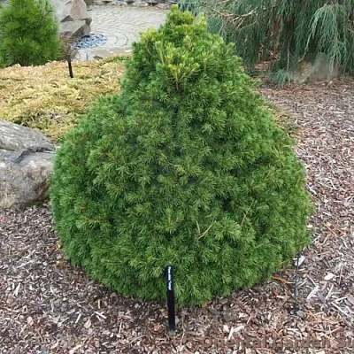 Ель ТОМПА обыкновенная  Ель ТОМПА обыкновенная в Рязани