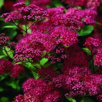 Спирея АНТОНИ ВАТЕРЕР японская  Спирея АНТОНИ ВАТЕРЕР японская в Рязани