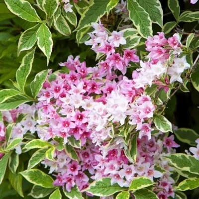 Вейгела САННИ ПРИНЦЕСС — описание сорта Вейгела САННИ ПРИНЦЕСС в Рязани