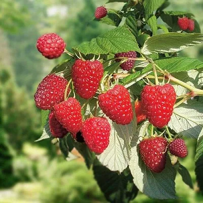 Малина РУБИФОЛ  Малина РУБИФОЛ в Рязани