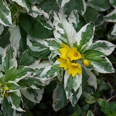 Вербейник АЛЕКСАНДР точечный  Вербейник АЛЕКСАНДР точечный в Рязани