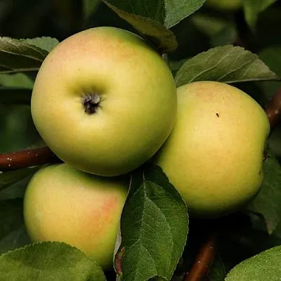 Яблоня ДАНИЛА  Яблоня ДАНИЛА в Рязани