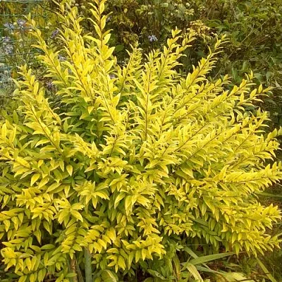 Бирючина АУРЕА обыкновенная  Бирючина АУРЕА обыкновенная в Рязани