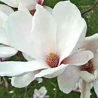 Магнолия АЛЬБА СУПЕРБА  Магнолия АЛЬБА СУПЕРБА в Рязани