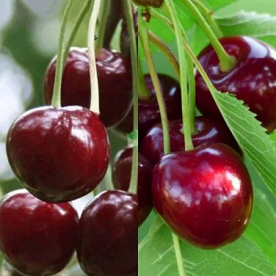 Комплект ВИШНЕВЫЙ ТАНДЕМ в Рязани