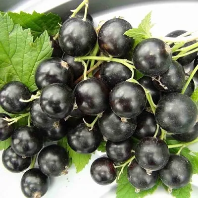 Смородина черная ТИТАНИЯ  Смородина черная ТИТАНИЯ в Рязани