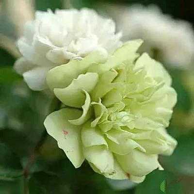 Саженцы роз ГРИН АЙС миниатюрная  Саженцы роз ГРИН АЙС миниатюрная в Рязани