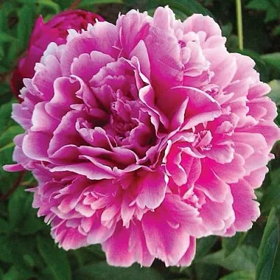 Пион ПУРПУРНАЯ ФЕЕРИЯ травянистый  Пион ПУРПУРНАЯ ФЕЕРИЯ травянистый в Рязани