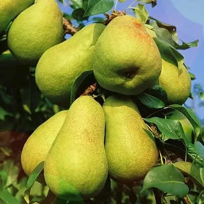 Груша НЕЖНОСТЬ колонновидная	  Груша НЕЖНОСТЬ колонновидная	 в Рязани