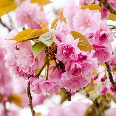 Сакура КАНЗАН  Сакура КАНЗАН в Рязани