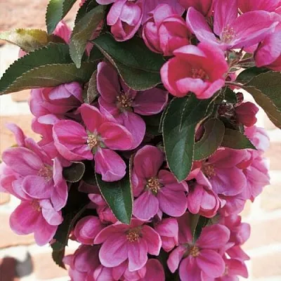 Яблоня ЗЕЛЁНЫЙ БУКЕТ декоративная  Яблоня ЗЕЛЁНЫЙ БУКЕТ декоративная в Рязани