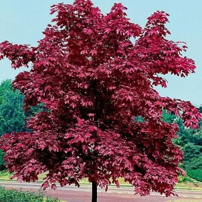 Клен КРИМСОН КИНГ остролистный  Клен КРИМСОН КИНГ остролистный в Рязани