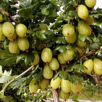 Крыжовник ИНВИКТА  Крыжовник ИНВИКТА в Рязани