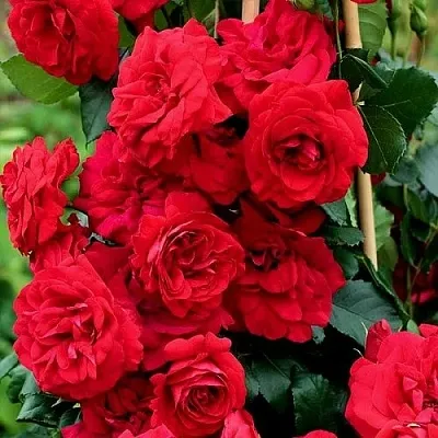 Саженцы роз АМАДЕУС плетистая  Саженцы роз АМАДЕУС плетистая в Рязани