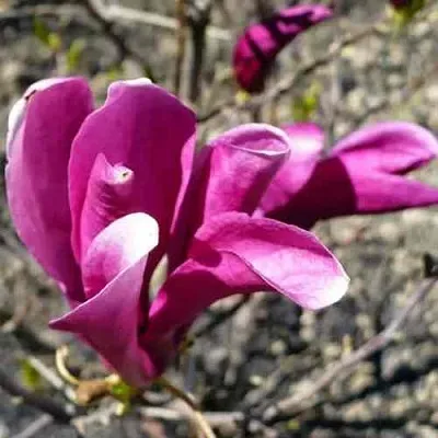 Магнолия СЬЮЗАН  Магнолия СЬЮЗАН в Рязани