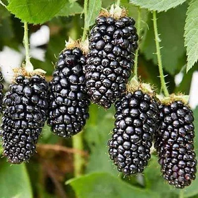 Ежевика КАРАКА БЛЭК в Рязани