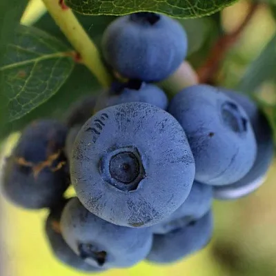 Средние сорта  Средние сорта в Рязани