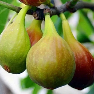 Инжир ДАЛМАТСКИЙ  Инжир ДАЛМАТСКИЙ в Рязани