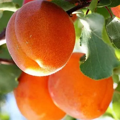 Абрикос  Абрикос в Рязани