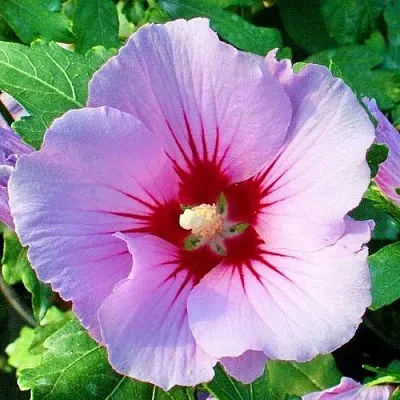 Гибискус ПИНК ФЛИРТ сирийский  Гибискус ПИНК ФЛИРТ сирийский в Рязани