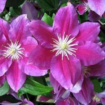 Клематис ХАНИЯ  Клематис ХАНИЯ в Рязани