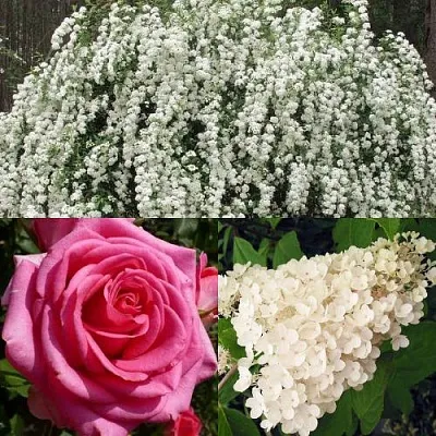 Комплект ВЕЧНАЯ КЛАССИКА в Рязани