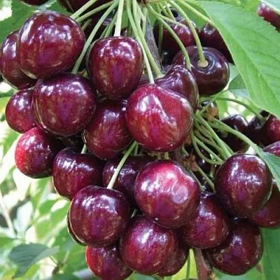 Черешня СЭМ колонновидная  Черешня СЭМ колонновидная в Рязани