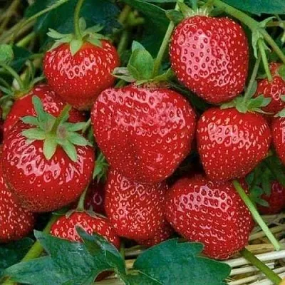 Клубника СЕЛЬВА ремонтантная  Клубника СЕЛЬВА ремонтантная в Рязани