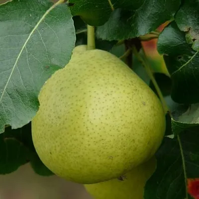 Груша САНРЕМО колонновидная  Груша САНРЕМО колонновидная в Рязани