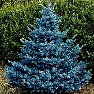 Ель МАДЖЕСТИК БЛЮ колючая  Ель МАДЖЕСТИК БЛЮ колючая в Рязани