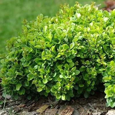 Барбарис КОБОЛЬД тунберга  Барбарис КОБОЛЬД тунберга в Рязани