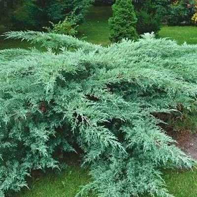 Можжевельник ГРЕЙ ОУЛ виргинский  Можжевельник ГРЕЙ ОУЛ виргинский в Рязани