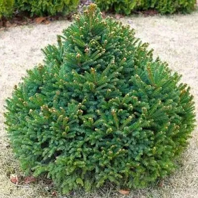 Ель БАРРИ обыкновенная  Ель БАРРИ обыкновенная в Рязани