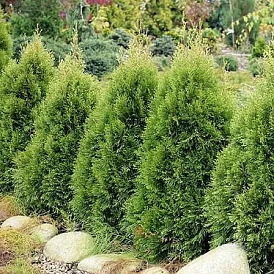 Туя СМАРАГД ВИТБОНТ западная в Рязани