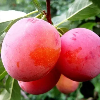 Слива КОМЕТА  Слива КОМЕТА в Рязани