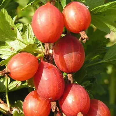 Крыжовник МАШЕКА  Крыжовник МАШЕКА в Рязани