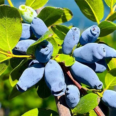 Жимолость съедобная АВРОРА  Жимолость съедобная АВРОРА в Рязани